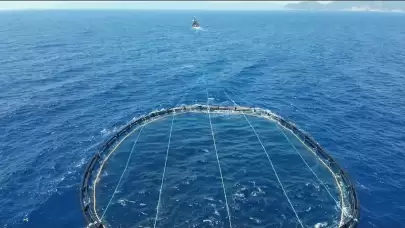 Karasularda Orkinos Denetimi: 2.666 Balıkta Yasal Sorun Bulunmadı