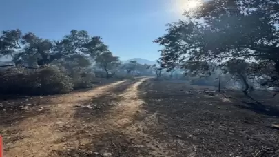 Muğla Büyükşehir’den Zeytin Katliamına Karşı Sert Dosya: Tahribat Açıkça Ortaya Kondu!
