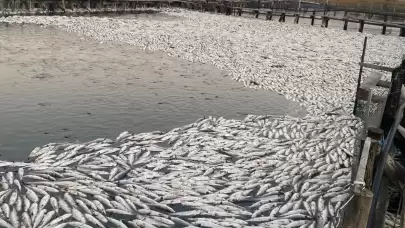 Dalyan’da 30 Ton Kefal Telef Oldu: Oksijen Seviyesi Alarm Verdi