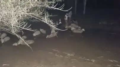 Gören İnanamadı! Milas’ta Koyunlar Çamur Denizi İçinde Mahsur Kaldı