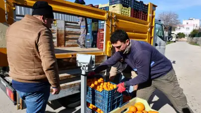Bodrum Mandalini Dünyaya Açılıyor: Üreticiye 5 Milyon TL Destek