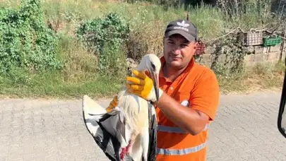 Milas'ta Temizlik İşçisinin Duyarlılığı Yaralı Leyleği Kurtardı