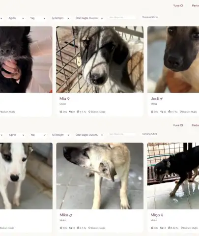 Bodrum’da Sokak Hayvanları İçin Dijital Yuvalandırma Platformu Hayata Geçti