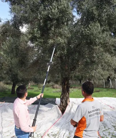 Marmaris Belediyesinden zeytin hasadı