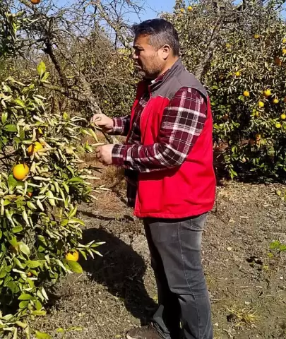 Muğla’da narenciyeyi don vurdu