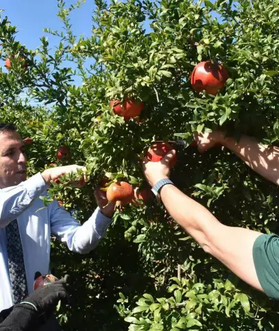 Ortaca’da Bereket Zamanı! Nar Hasadı Başladı