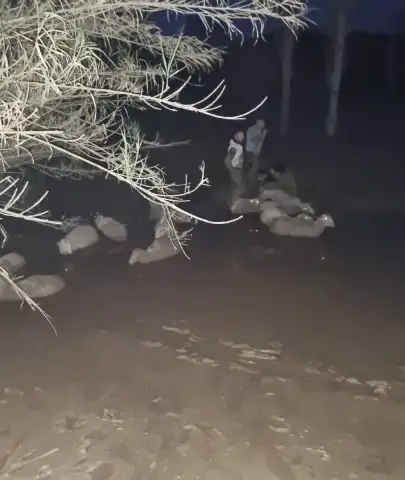 Gören İnanamadı! Milas’ta Koyunlar Çamur Denizi İçinde Mahsur Kaldı