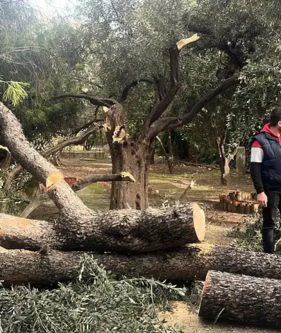 Şiddetli Fırtına Milas’ı Felç Etti! Belediye Anında Devreye Girdi