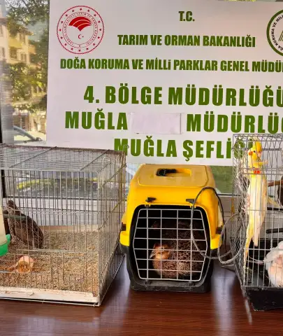 İhbarı Aldılar, Depoyu Bastılar: Ula’da 13 Canlı Hayvan Kurtarıldı, Ceza Kesildi!