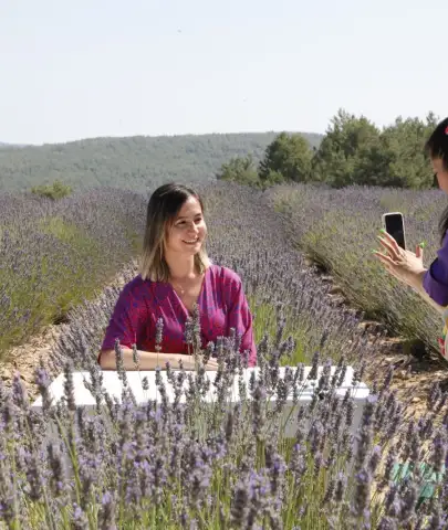Koku Vadisi’nde Hasat Mesaisi: Lavanta Ekonomiye Kazandırılıyor
