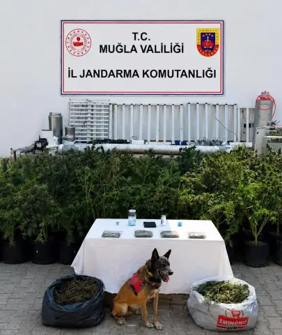Bodrum’da Uyuşturucu Baskını: 10 Kilo Skunk ve 56 Kök Kenevir