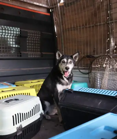 Marmaris’te Çöp Evden Bir Kamyon Atık Çıktı! İçeriden 14 Kedi ve 1 Köpek de Çıktı
