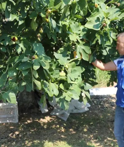 Muğla’da Üreticinin Emeği Koruma Altında! Tuzaklar Sahaya İndi