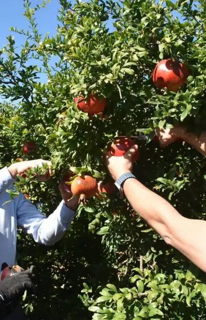 Ortaca’da Bereket Zamanı! Nar Hasadı Başladı