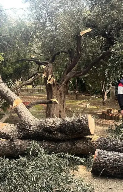 Şiddetli Fırtına Milas’ı Felç Etti! Belediye Anında Devreye Girdi