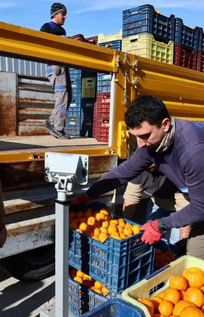 Bodrum Mandalini Dünyaya Açılıyor: Üreticiye 5 Milyon TL Destek