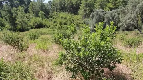 Yüzde 100 hibeli 1500 fidan… Muğla’da sakız üretiminde büyük atılım