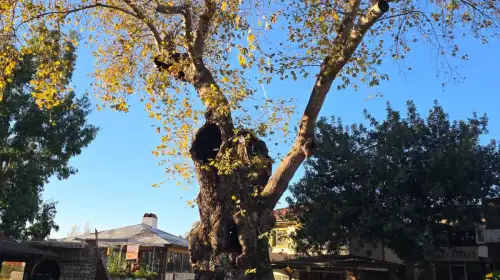 Bayır’ın 2 Bin Yıllık Anıt Çınarı Zamana Yenik Düştü