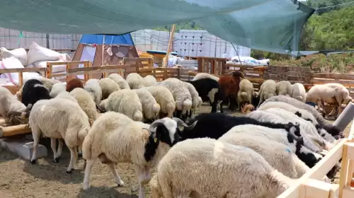 Bodrum'da Kurban Kesim Noktaları Belli Oldu