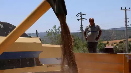 Belediyeden Yerli Tohuma Destek: 3,5 Ton Karakılçık Buğday Hasadı