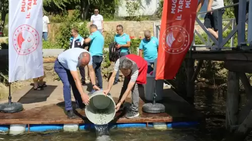Su Kaynaklarına Can Geldi: Muğla’da 205 Bin Sazan Salındı