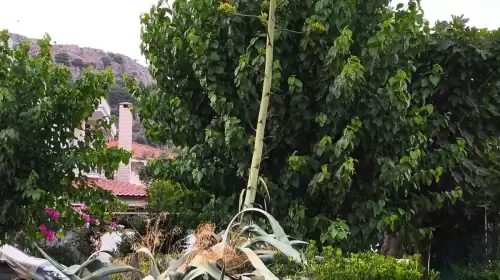 Marmaris’te 40 Yılda Bir Açan “Sabır Çiçeği” Görenleri Büyüledi