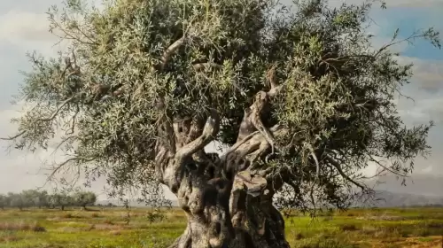 Muğla Odaları ve Borsasından Zeytin Açıklaması: “Zeytin Muğla’da Yaşamın, Bolluğun ve Bereketin Simgesidir”