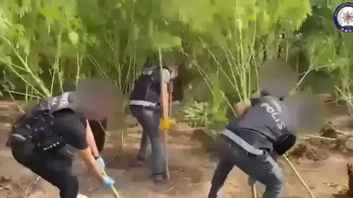 Karabörtlen’de Bahçe Değil Kenevir Tarlası! 3 Şüpheli Tutuklandı