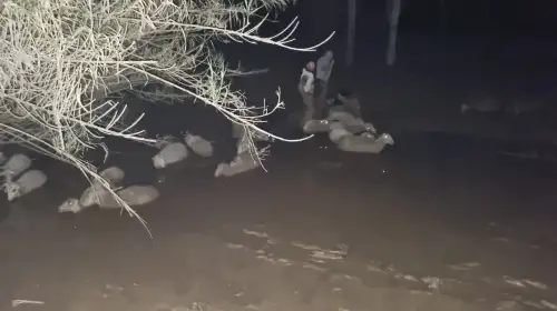 Gören İnanamadı! Milas’ta Koyunlar Çamur Denizi İçinde Mahsur Kaldı