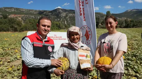 Menteşe’de Bereketli Hasat! Yayla Kavunu ve Ata Sebzeleri Toplandı