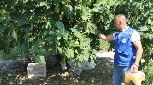 Muğla’da Üreticinin Emeği Koruma Altında! Tuzaklar Sahaya İndi