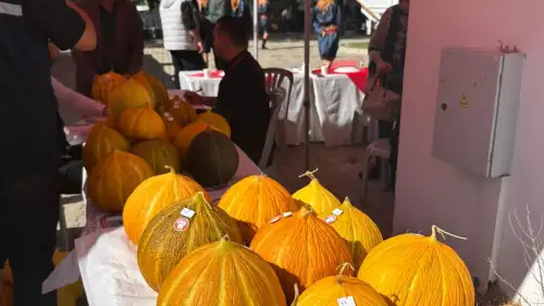 48 Kavun Yarıştı, Jüri Kararını Verdi! İşte Yılın Kavunu