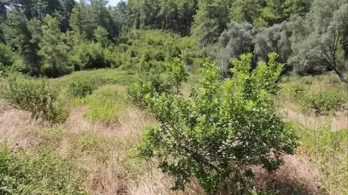 Yüzde 100 hibeli 1500 fidan… Muğla’da sakız üretiminde büyük atılım