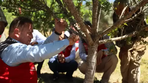 10 Yıllık Projede Hasat Zamanı! Ula’da İlk Sakız Hasadı Başladı