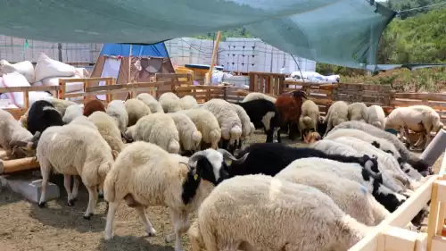 Bodrum'da Kurban Kesim Noktaları Belli Oldu