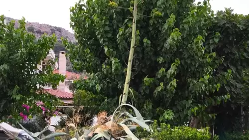 Marmaris’te 40 Yılda Bir Açan “Sabır Çiçeği” Görenleri Büyüledi