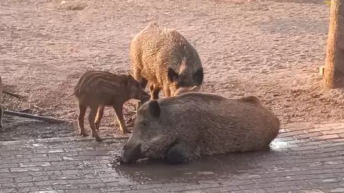 Köpekler Geldi, Domuzlar Kaçtı: Marmaris’te İlginç Anlar