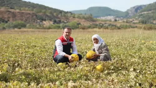 Muğla’nın Yayla Kavunu Coğrafi İşaret Yolunda