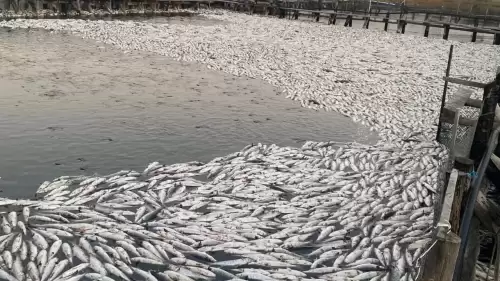 Dalyan’da 30 Ton Kefal Telef Oldu: Oksijen Seviyesi Alarm Verdi