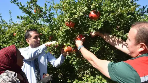 Ortaca’da Bereket Zamanı! Nar Hasadı Başladı
