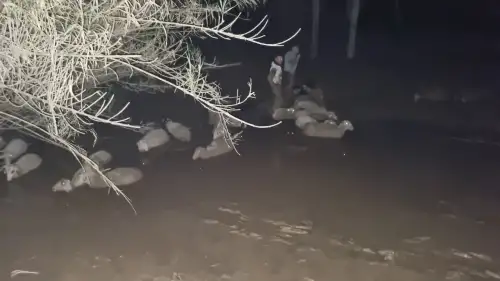 Gören İnanamadı! Milas’ta Koyunlar Çamur Denizi İçinde Mahsur Kaldı