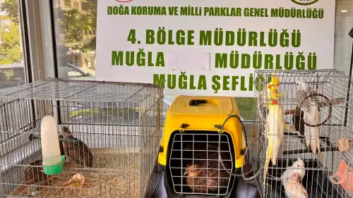 İhbarı Aldılar, Depoyu Bastılar: Ula’da 13 Canlı Hayvan Kurtarıldı, Ceza Kesildi!