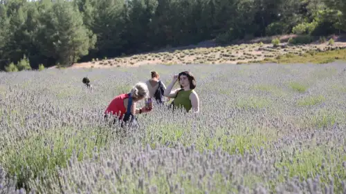 Koku Vadisi’nde Lavanta Hasadı Şenlikle Başladı