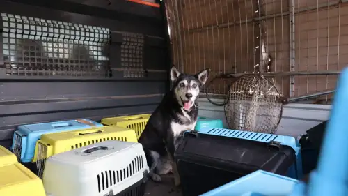 Marmaris’te Çöp Evden Bir Kamyon Atık Çıktı! İçeriden 14 Kedi ve 1 Köpek de Çıktı