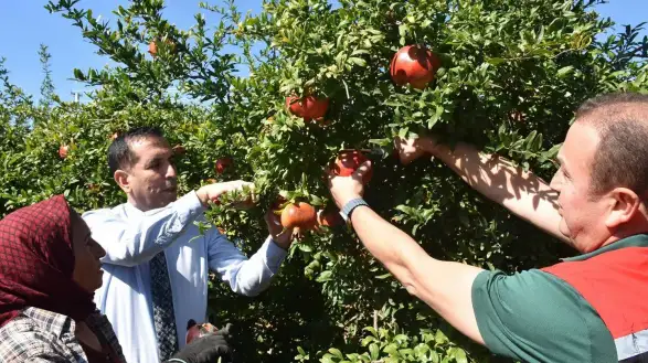 Ortaca’da Bereket Zamanı! Nar Hasadı Başladı