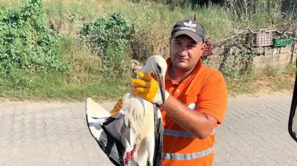 Milas'ta Temizlik İşçisinin Duyarlılığı Yaralı Leyleği Kurtardı