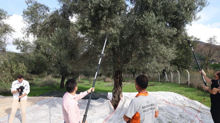 Marmaris Belediyesinden zeytin hasadı