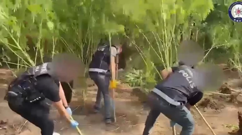Karabörtlen’de Bahçe Değil Kenevir Tarlası! 3 Şüpheli Tutuklandı