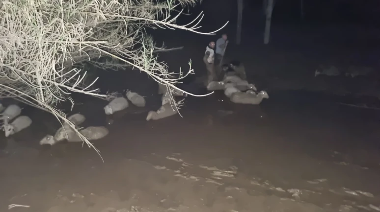 Gören İnanamadı! Milas’ta Koyunlar Çamur Denizi İçinde Mahsur Kaldı