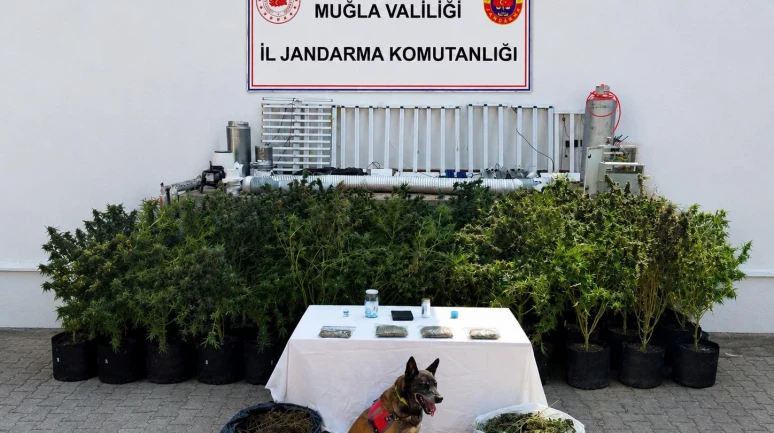 Bodrum’da Uyuşturucu Baskını: 10 Kilo Skunk ve 56 Kök Kenevir